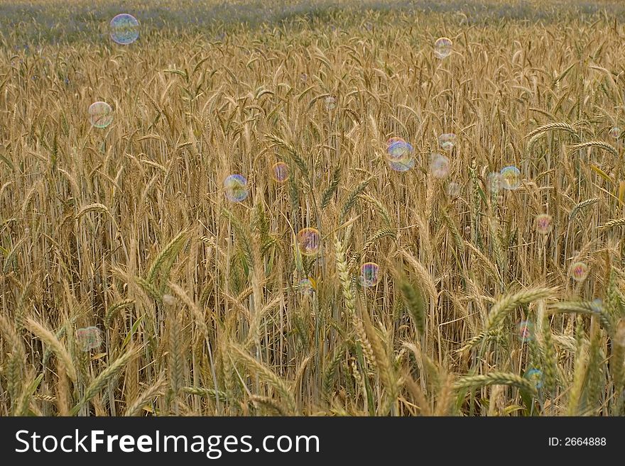 Wheat field with flying soap bubbles. Wheat field with flying soap bubbles
