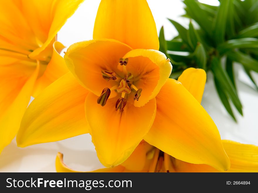 Yellow lilly flower on white background