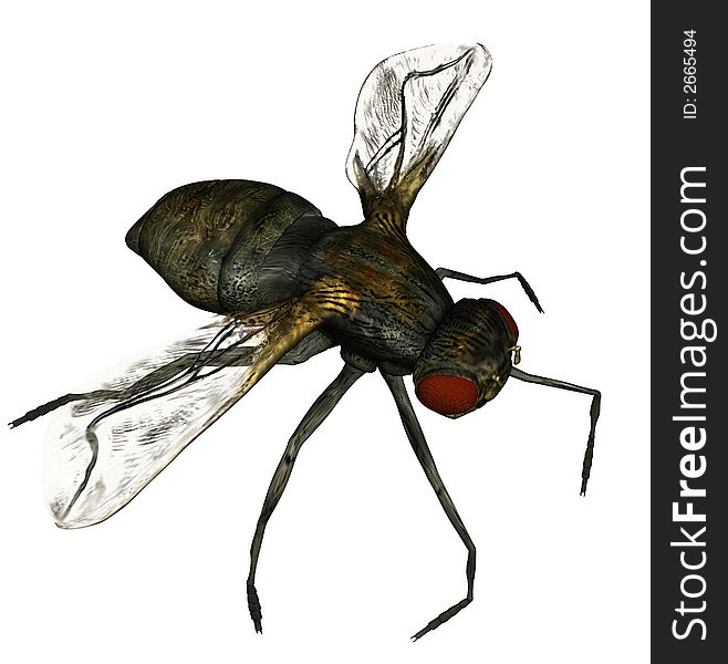 A 3d image of a fly. A 3d image of a fly
