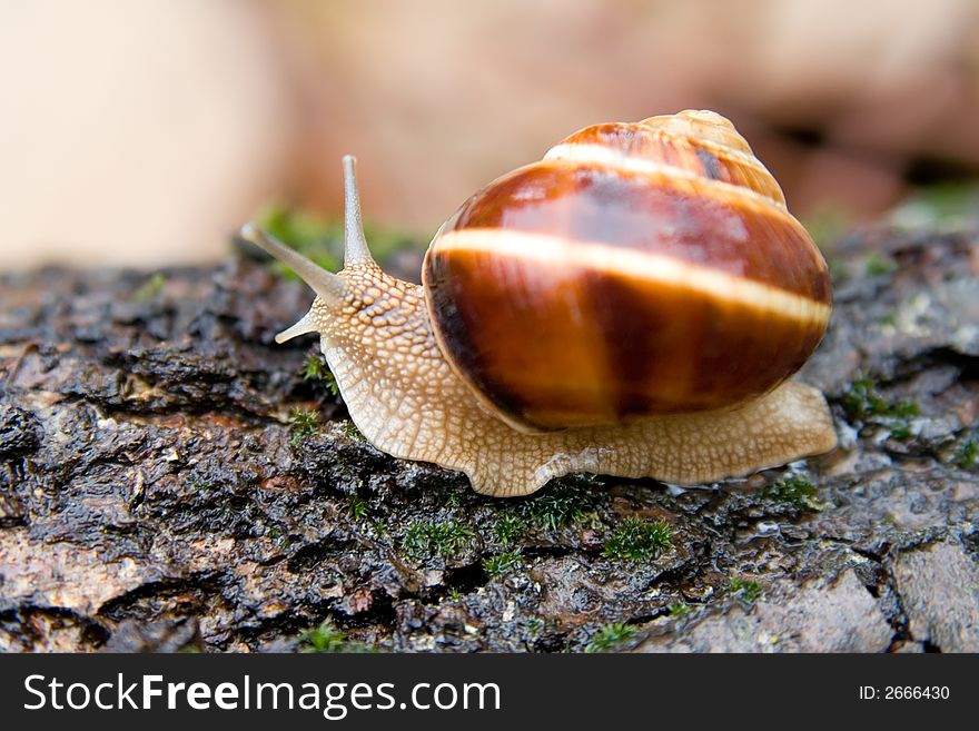 Snail in a Summer Garden. Close-Up. Snail in a Summer Garden. Close-Up