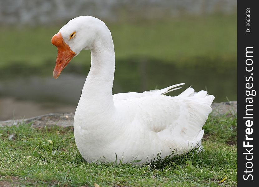 White goose sitting in the park
