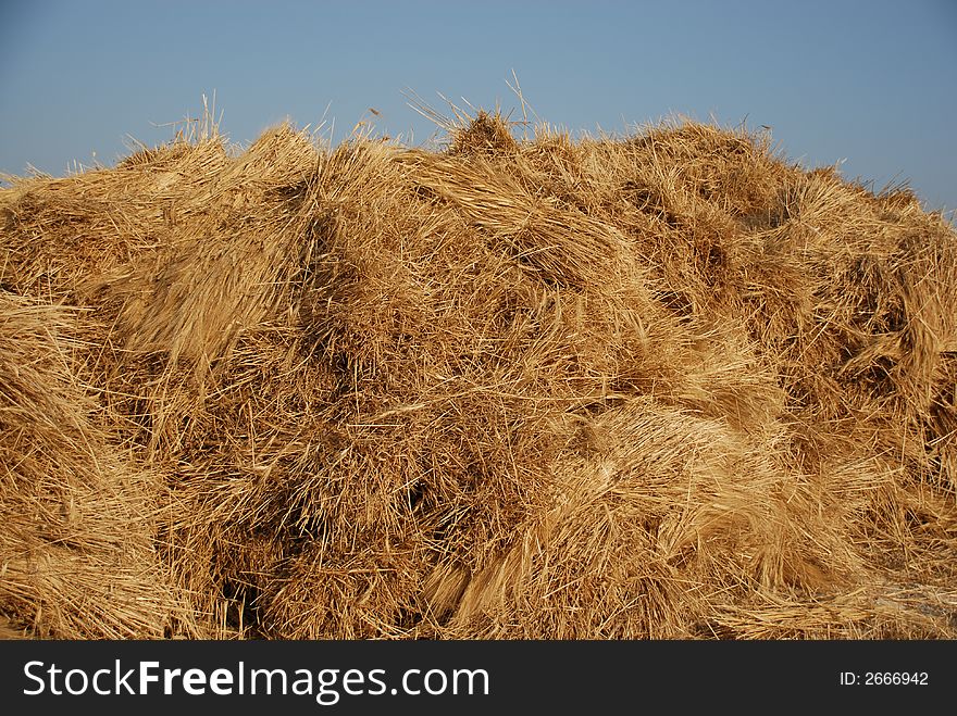 wheat isolated by blue sky