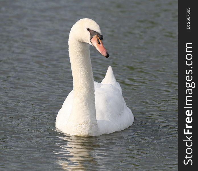 White swan  in the lake. White swan  in the lake