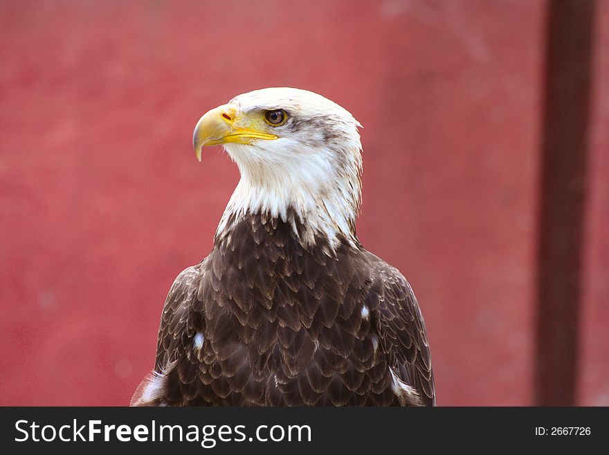 Beautiful Bald Eagle Close-up. Beautiful Bald Eagle Close-up