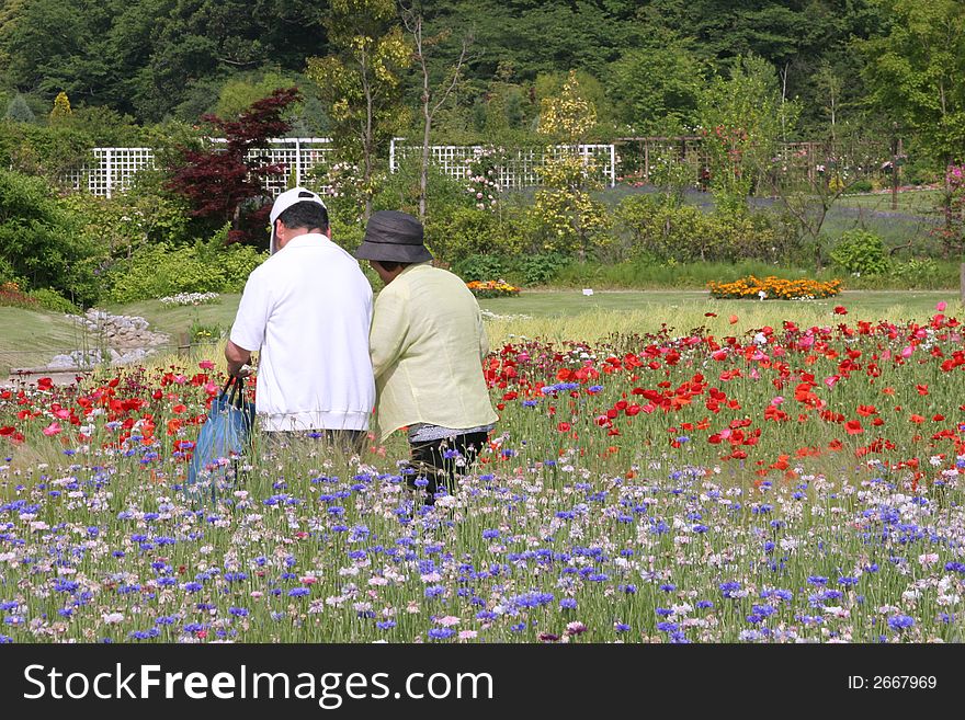 Flower garden in the park in Japan. Flower garden in the park in Japan