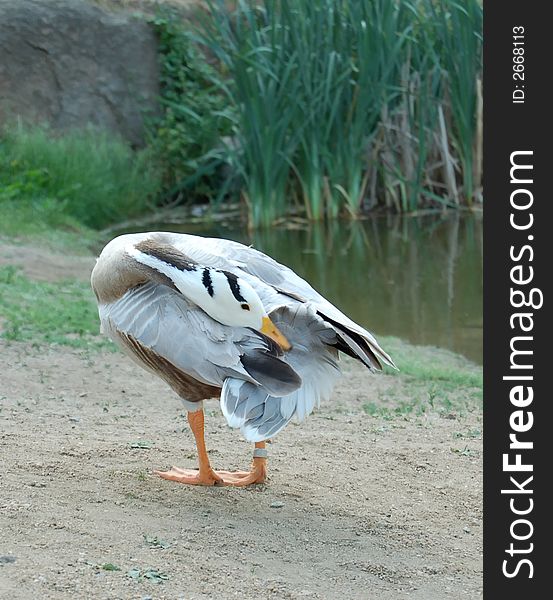 The grey goose on the lake, summer. The grey goose on the lake, summer