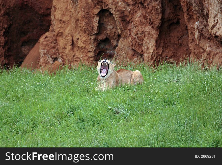 A lioness is roaring us while IÂ´m taking the photo