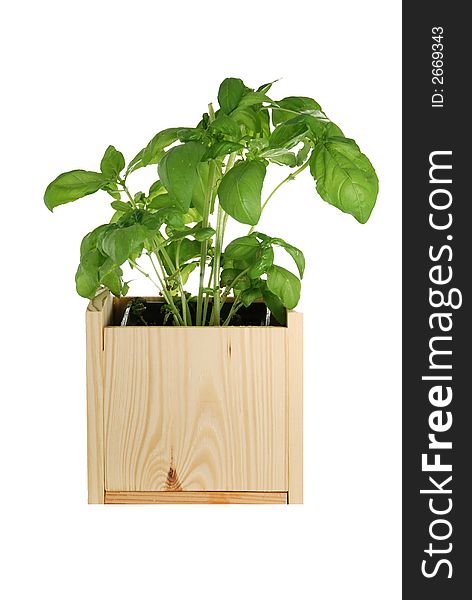 Basil In A Wooden Pot