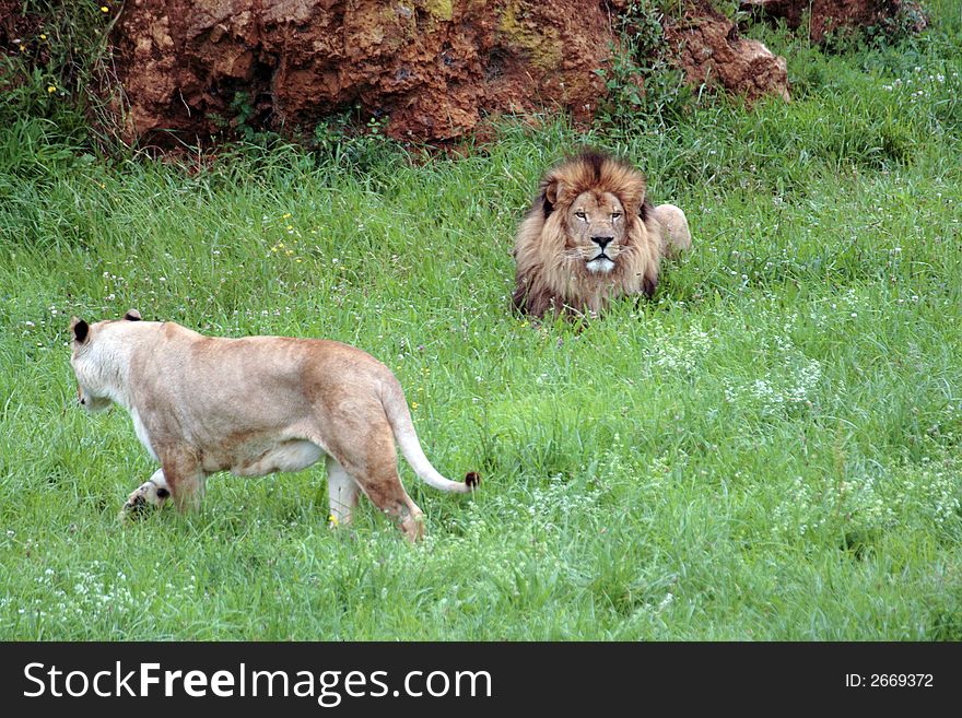 A seated lion and a lioness walking near. A seated lion and a lioness walking near