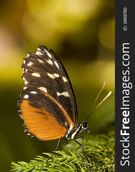 Heliconus Butterfly