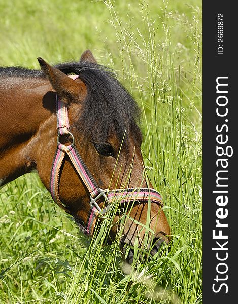 Pony is eating green grass. Pony is eating green grass