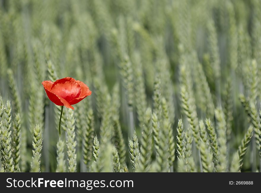 Red poppy and corn field. Red poppy and corn field