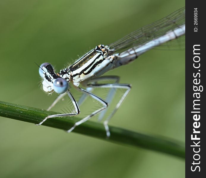 Dragon-fly sitting near a lake