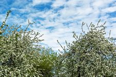 Trees In Spring Royalty Free Stock Photo Trees In Spring Royalty Free Stock Photo