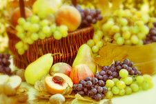 Autumn Fruits - Organic Fruits Royalty Free Stock Photography