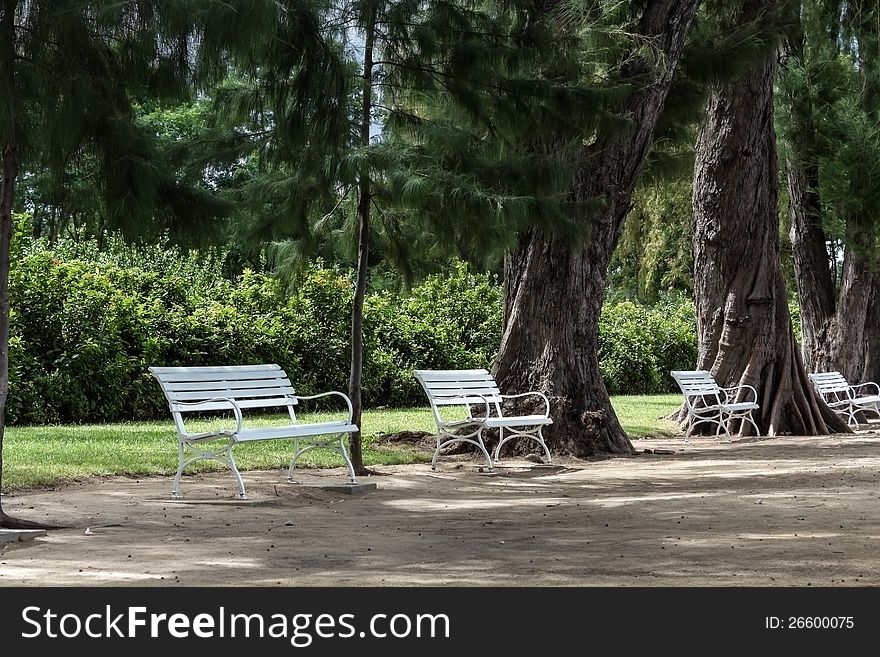 White Chairs Beside Big Trees.