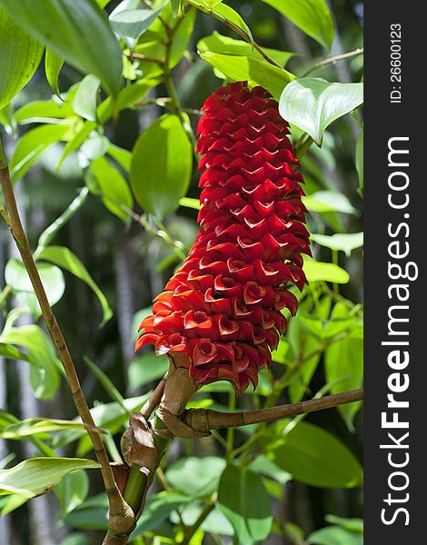High resolution photo of Hawaiian Wax Ginger Plant. This is one of the most beautiful and exotic plants on the market today. High resolution photo of Hawaiian Wax Ginger Plant. This is one of the most beautiful and exotic plants on the market today.