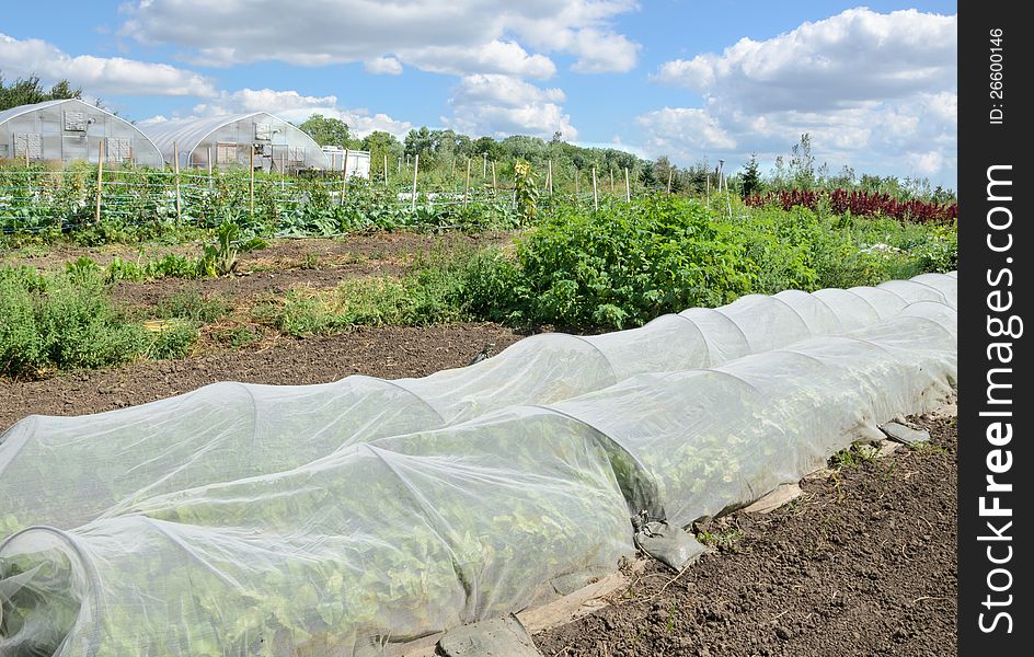 Organic vegetables growing under protective netting with greenhouses in background. Organic vegetables growing under protective netting with greenhouses in background