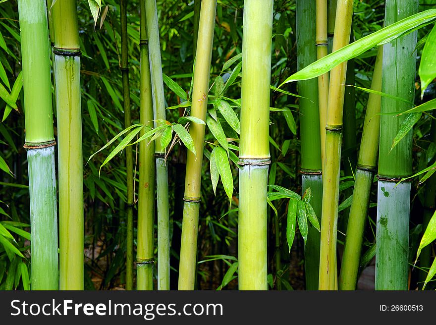 Green bamboo groves in a park