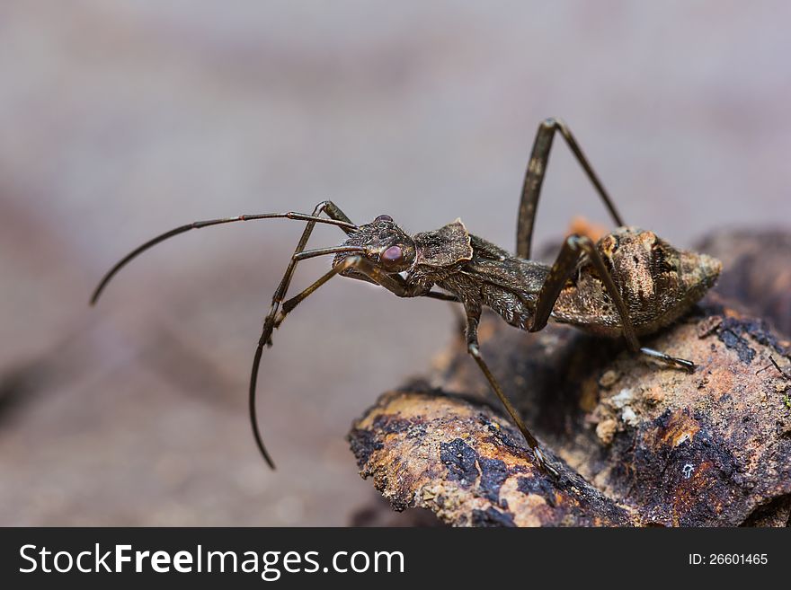 Macro shot of an assassin bug