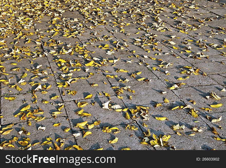 Yellow withered autumn leaves on the grey pavement in sunset light. Yellow withered autumn leaves on the grey pavement in sunset light