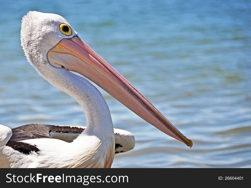 Close up of a pelican taken on the beach at Labrador, Gold Coast, Australia. Close up of a pelican taken on the beach at Labrador, Gold Coast, Australia.