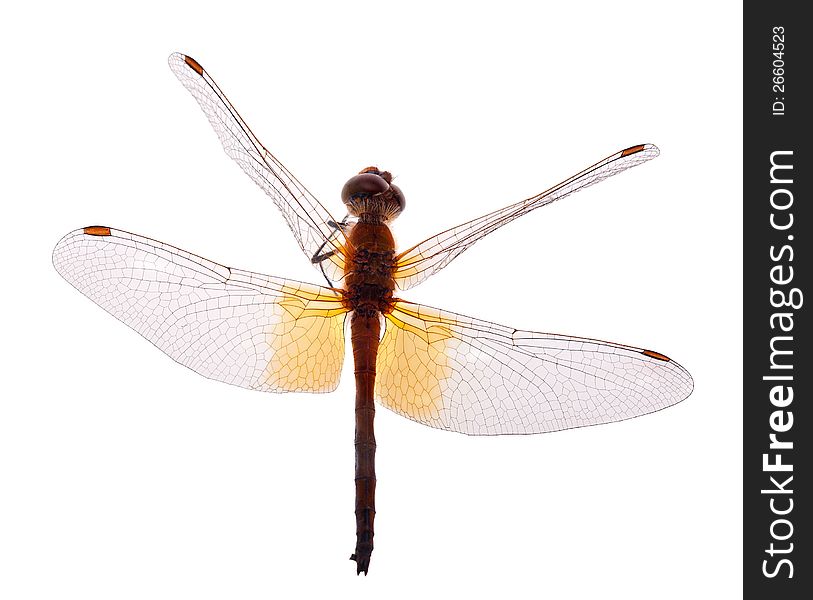 Red Dragonfly Isolated On White