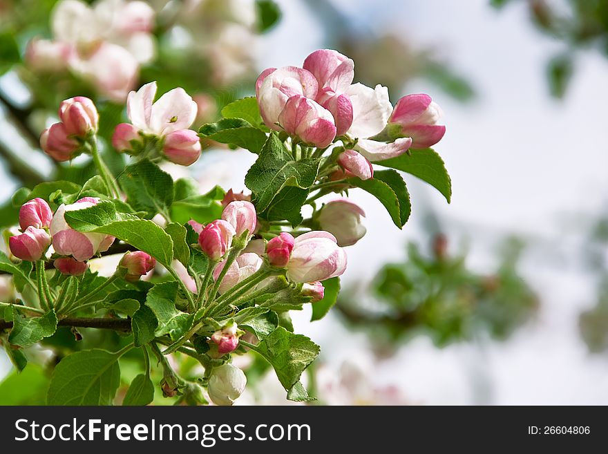 Flowers of apple blossom in spring. Flowers of apple blossom in spring