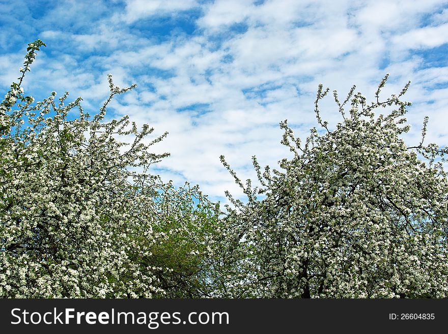 Apple blossom trees in spring with a view of the sky