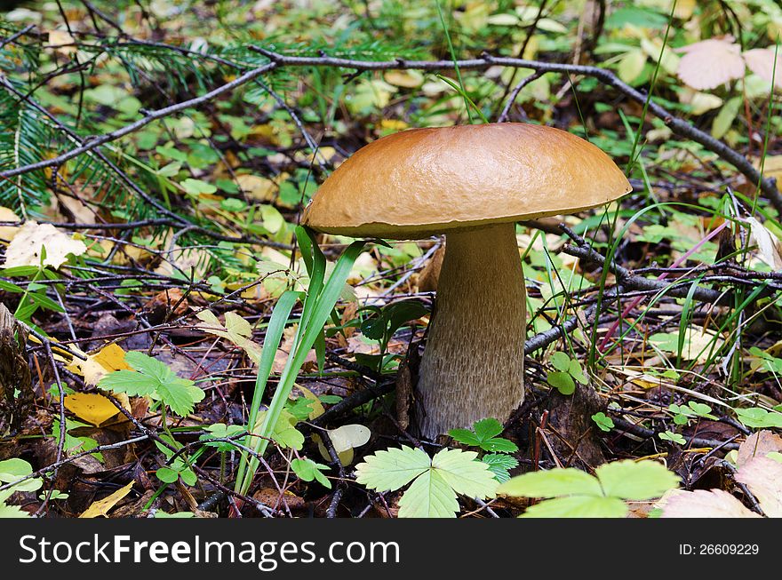 The big cep in autumn wood. The big cep in autumn wood