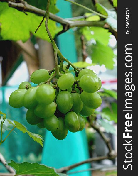 Grapes Are A Very Fertile Plant In Humid Areas