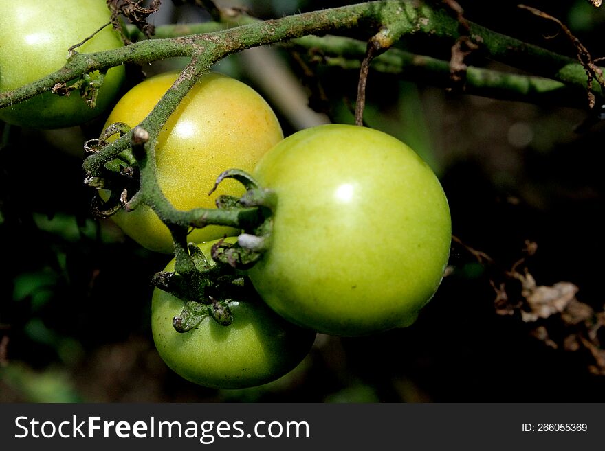 Tomatoes That Are Golden Yellow In Color Radiate Pleasure To Eat