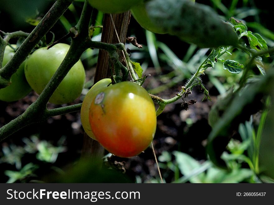 the beauty of tomatoes when they are not yet harvested