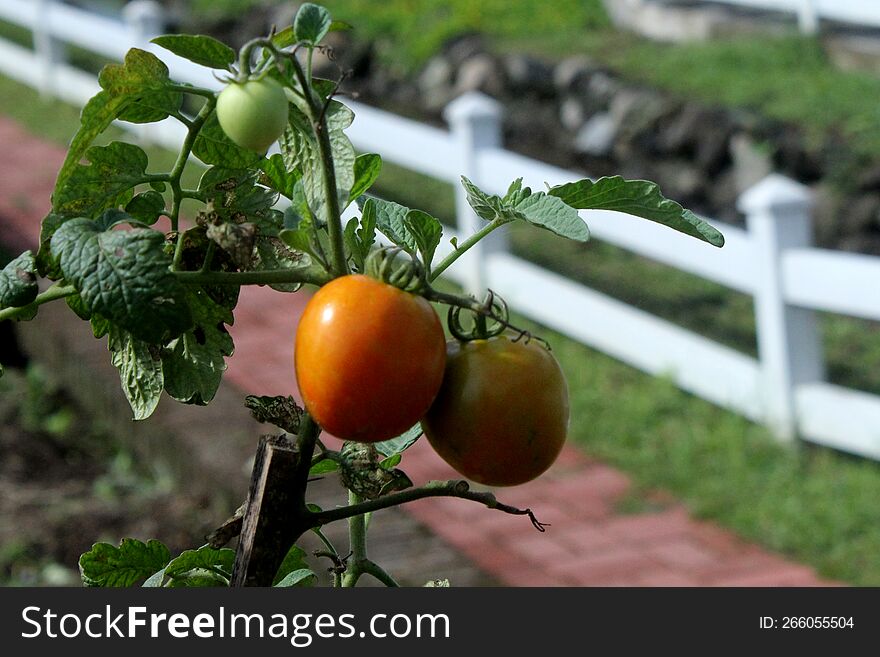 The yellowish tomatoes are ready to be picked with their natural beauty