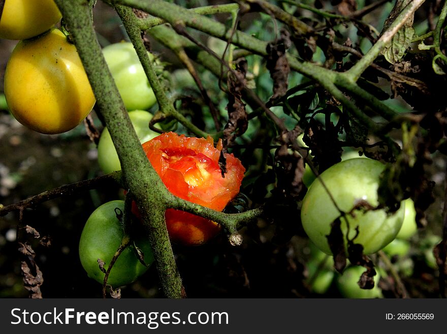 The photo of the tomato has been eaten by birds around the agricultural area