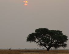 Sunset - African Last Light And Giraffes Stock Image Sunset - African Last Light And Giraffes Stock Image