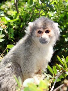 Squirrel Monkey Sitting On Tree Branch Stock Images