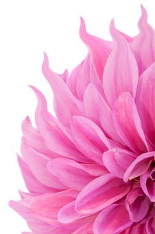 Pink Dahlia Flower With Curly Petals Stock Photos Pink Dahlia Flower With Curly Petals Stock Photos