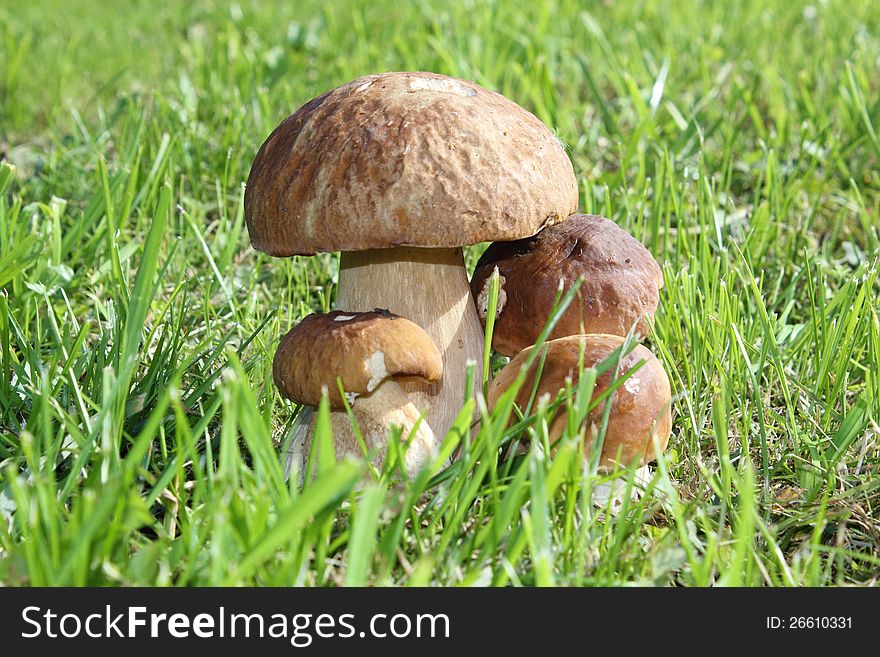 Group of porcini mushrooms on a green grass