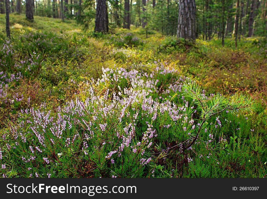 Blooming heather plant flowers in nature