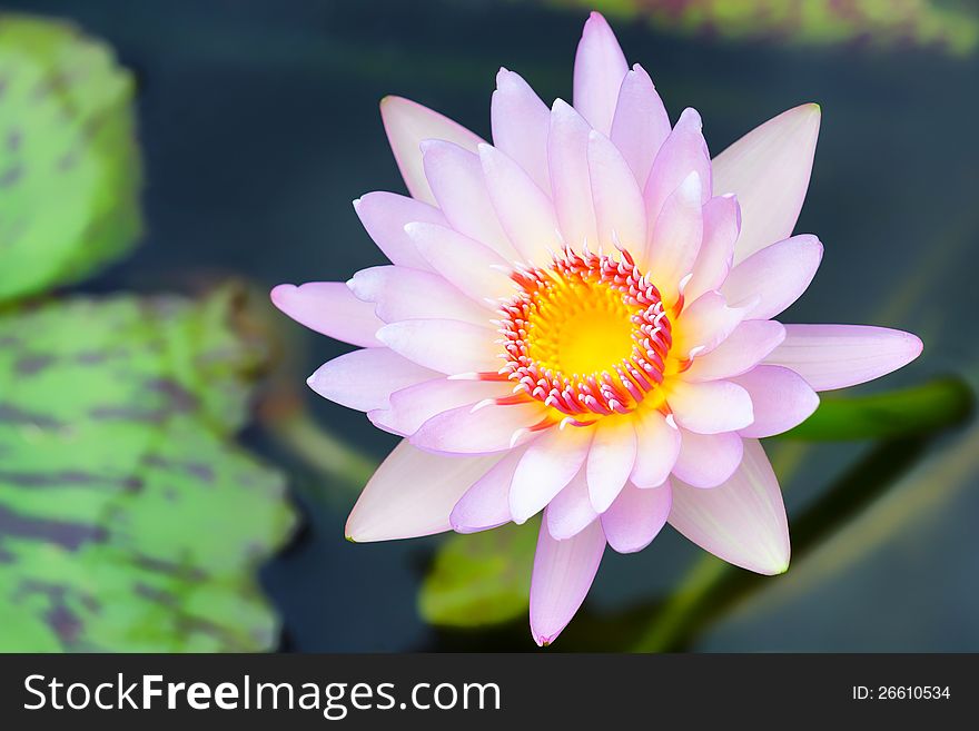 Top View Of Beautiful Pink Lotus