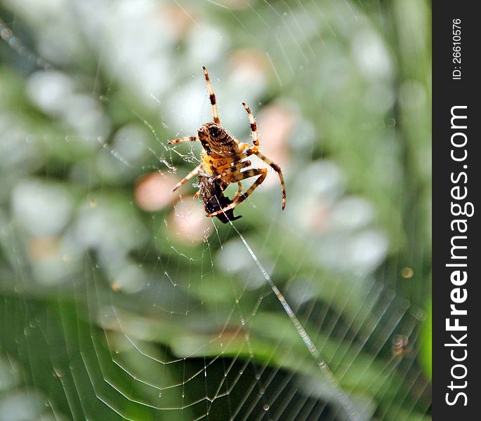 Close up photo of a very hungry spider eating a fly. Close up photo of a very hungry spider eating a fly.