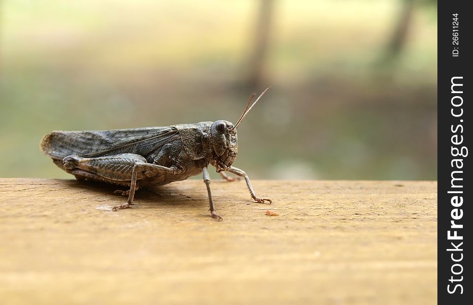 Grasshopper on the wooden plank. Closeup view. Grasshopper on the wooden plank. Closeup view