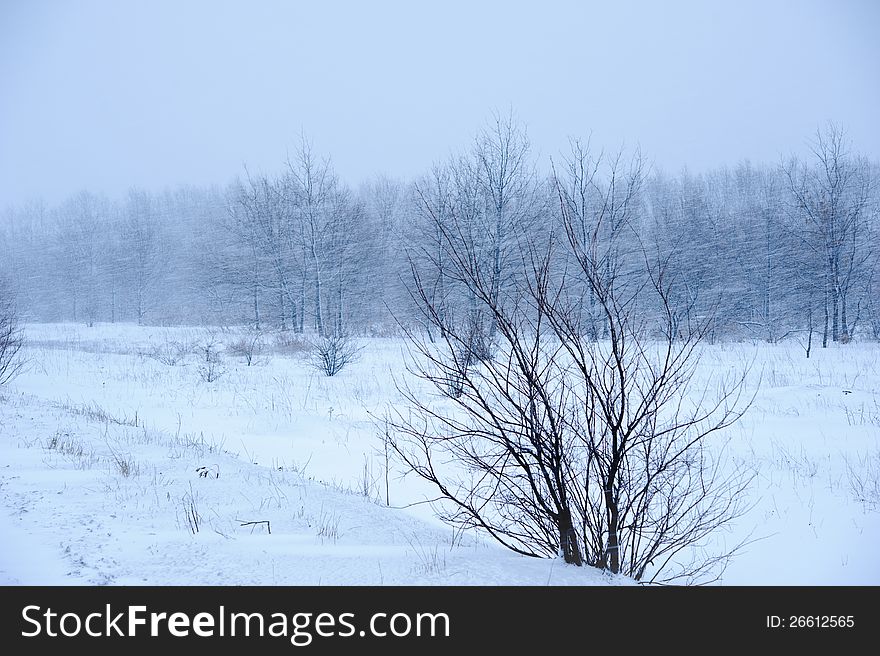 View of trees during snowing. Winter scene. View of trees during snowing. Winter scene.