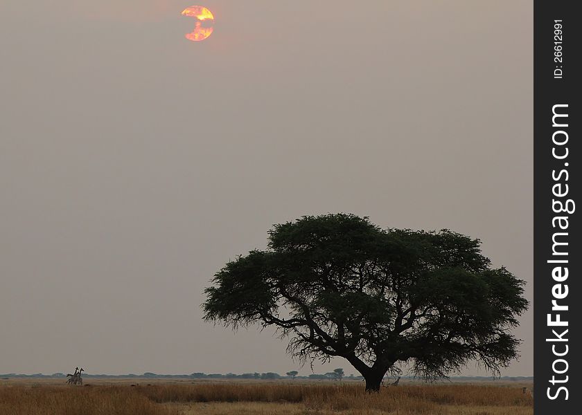 Sunset - African Last Light and Giraffes