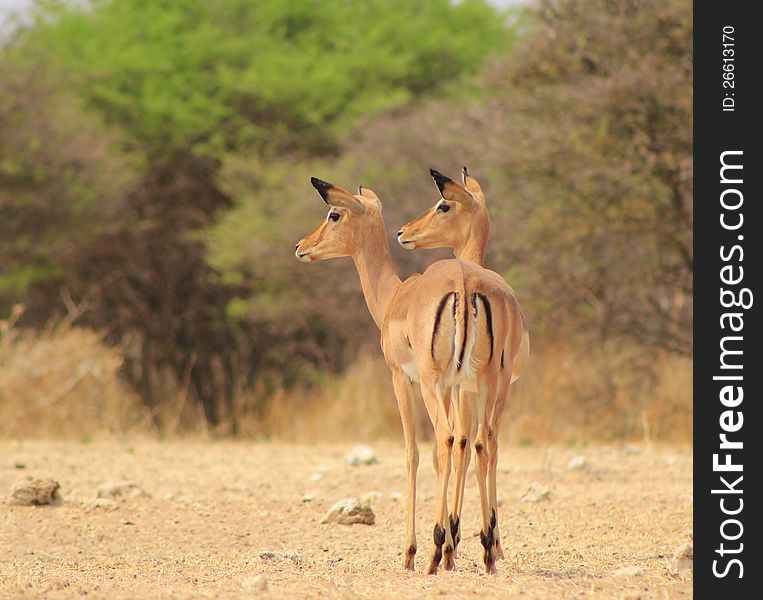 Impala females after drinking water at sunset. Photo taken in Namibia, Africa. Impala females after drinking water at sunset. Photo taken in Namibia, Africa.