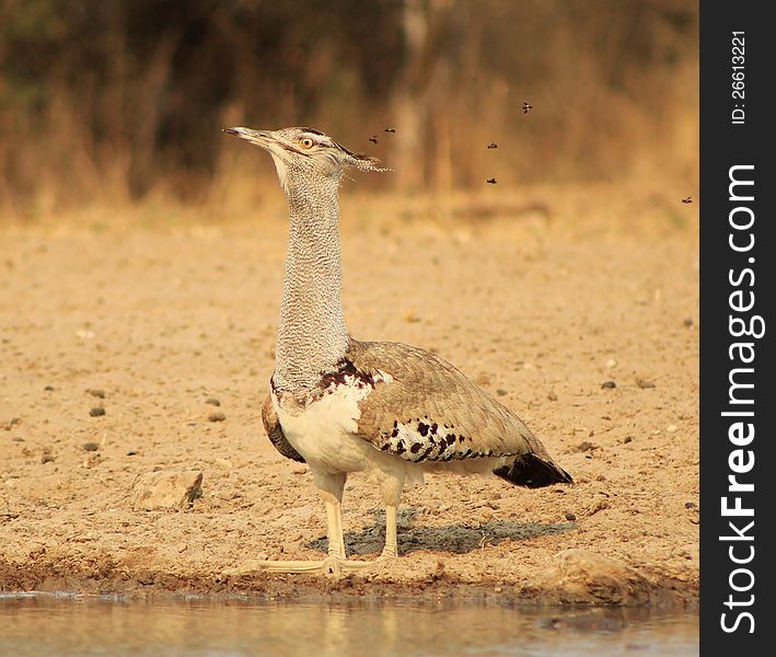 An adult Kori Bustard at a watering hole in Namibia, Africa. An adult Kori Bustard at a watering hole in Namibia, Africa.