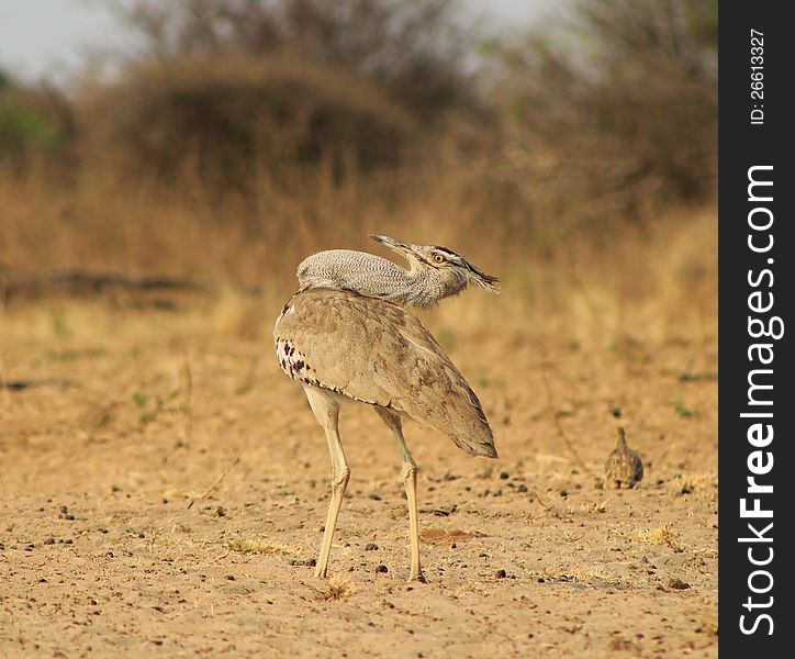 An adult Kori Busard staring into the sky in search of raptors at a watering hole in Namibia, Africa. An adult Kori Busard staring into the sky in search of raptors at a watering hole in Namibia, Africa.