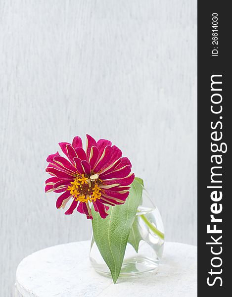 Bright pink flower of zinnia in a vase on a table