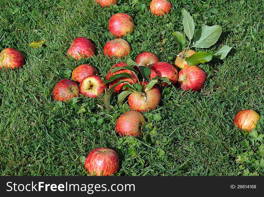 Fresh Apples on the grass